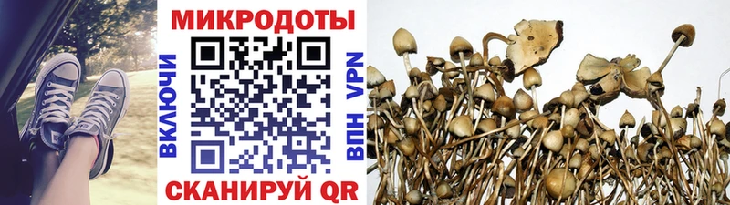 Купить где  Котово  Галлюциногенные грибы GOLDEN TEACHER 